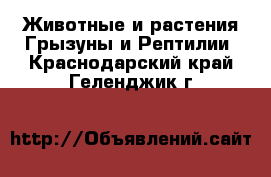 Животные и растения Грызуны и Рептилии. Краснодарский край,Геленджик г.